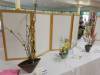 135 - 20170430 Cupertino Cherry Blossom Festival