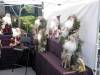 114 - 20190601 Sunnyvale Wine and Art Festival