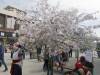 131 - 20230408 SF Cherry Blossom Festival