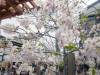147 - 20230408 SF Cherry Blossom Festival