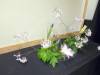 214 - 20230408 SF Cherry Blossom Festival