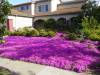182 - 20230429 Cupertino Cherry Blossom Festival