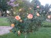 110 - 20160909 Madrona Manor Healdsburg
