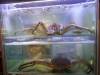 100 - 20161129 Koi Palace King Crab