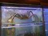 101 - 20161129 Koi Palace King Crab