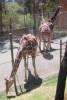 402 - Animals