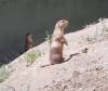409 - Animals