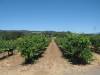 125 - 20080614 Sonoma Wineries