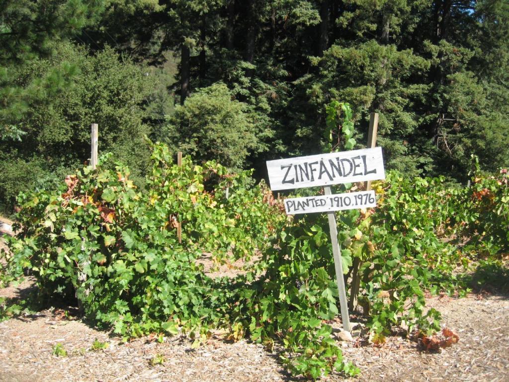 100 - Cupertino SantaCruz Wineries