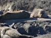 Album: 2014/11/28 - Moss Landing Elkorn Slough Monterey