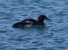 109 - 20141128 Moss Landing Elkorn Slough