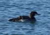 110 - 20141128 Moss Landing Elkorn Slough
