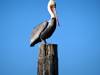 112 - 20141128 Moss Landing Elkorn Slough
