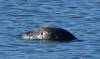 117 - 20141128 Moss Landing Elkorn Slough