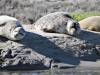 119 - 20141128 Moss Landing Elkorn Slough