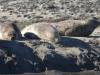 121 - 20141128 Moss Landing Elkorn Slough
