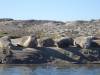 122 - 20141128 Moss Landing Elkorn Slough