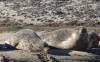 123 - 20141128 Moss Landing Elkorn Slough