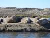 124 - 20141128 Moss Landing Elkorn Slough