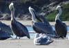 126 - 20141128 Moss Landing Elkorn Slough