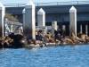 129 - 20141128 Moss Landing Elkorn Slough