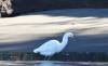 138 - 20141128 Moss Landing Elkorn Slough