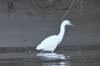 139 - 20141128 Moss Landing Elkorn Slough