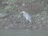 140 - 20141128 Moss Landing Elkorn Slough