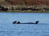 141 - 20141128 Moss Landing Elkorn Slough