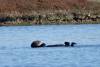 142 - 20141128 Moss Landing Elkorn Slough