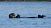 144 - 20141128 Moss Landing Elkorn Slough