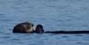 145 - 20141128 Moss Landing Elkorn Slough