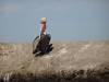 147 - 20141128 Moss Landing Elkorn Slough