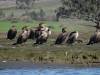 152 - 20141128 Moss Landing Elkorn Slough