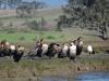 153 - 20141128 Moss Landing Elkorn Slough