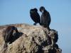 154 - 20141128 Moss Landing Elkorn Slough