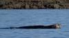 155 - 20141128 Moss Landing Elkorn Slough