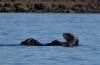 156 - 20141128 Moss Landing Elkorn Slough