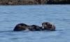157 - 20141128 Moss Landing Elkorn Slough