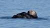 158 - 20141128 Moss Landing Elkorn Slough