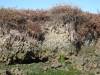 159 - 20141128 Moss Landing Elkorn Slough