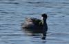 160 - 20141128 Moss Landing Elkorn Slough