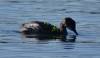 161 - 20141128 Moss Landing Elkorn Slough