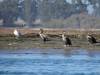 165 - 20141128 Moss Landing Elkorn Slough
