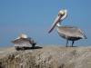 167 - 20141128 Moss Landing Elkorn Slough