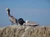 169 - 20141128 Moss Landing Elkorn Slough