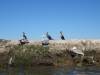 171 - 20141128 Moss Landing Elkorn Slough