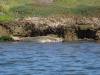 172 - 20141128 Moss Landing Elkorn Slough