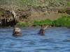 173 - 20141128 Moss Landing Elkorn Slough