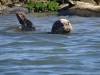 174 - 20141128 Moss Landing Elkorn Slough